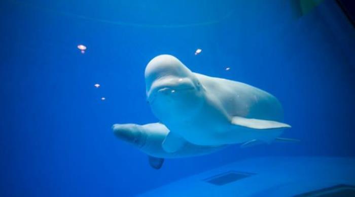 龙宫大白鲸极地海洋馆 龙宫大白鲸极地海洋馆