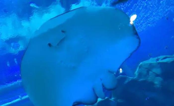 龙宫大白鲸极地海洋馆 龙宫大白鲸极地海洋馆