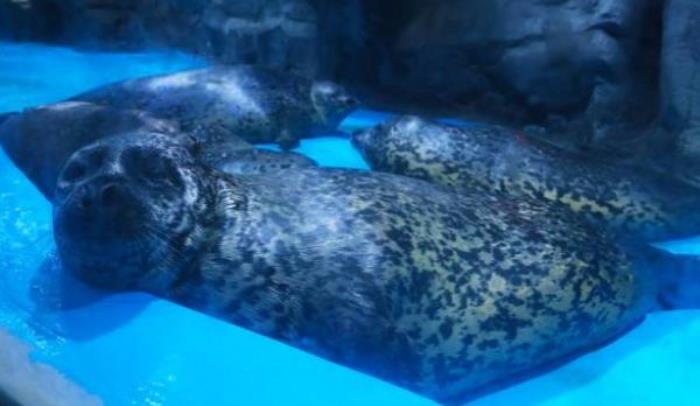 龙宫大白鲸极地海洋馆 龙宫大白鲸极地海洋馆