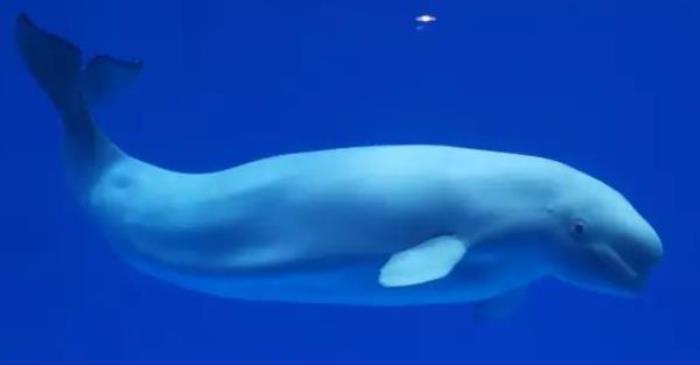 龙宫大白鲸极地海洋馆 龙宫大白鲸极地海洋馆